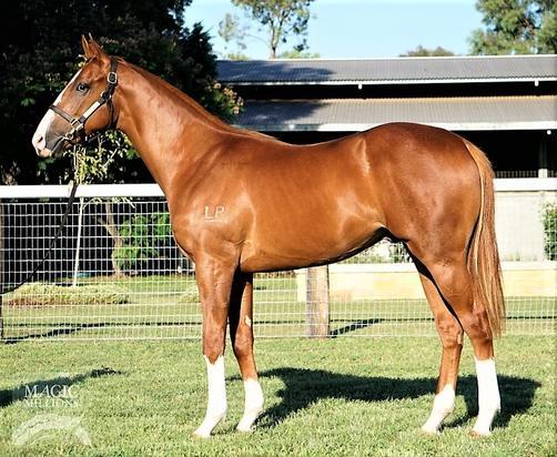 Star Witness X Pickabee Colt