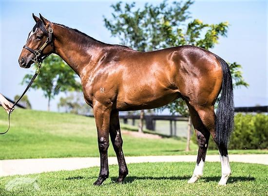 More Than Ready X Traveston Girl Colt