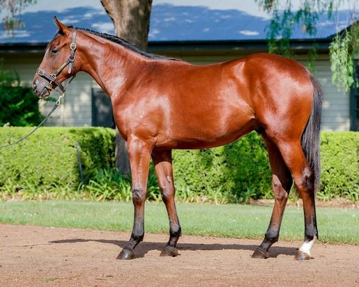 Sebring X Granados Colt