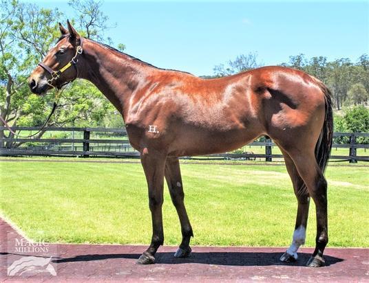 Choisir X Shamana Colt