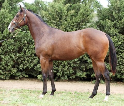 Rich Enuff X Nothing Compares Filly