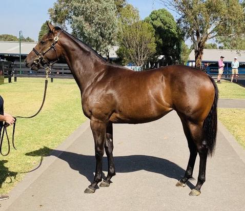 Sebring X Lumic Filly