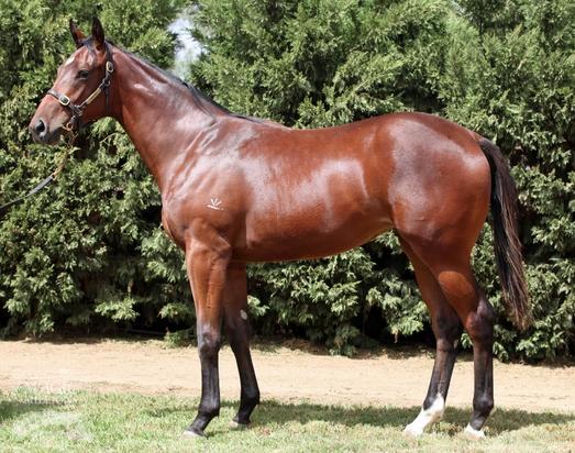 Better Than Ready X Ridolfi Filly