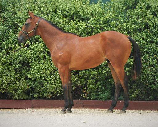 Reward For Effort - The Masterpiece Colt