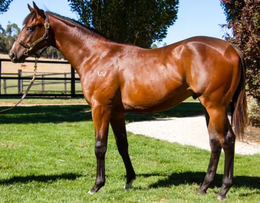 Reward For Effort - Grisbi Colt