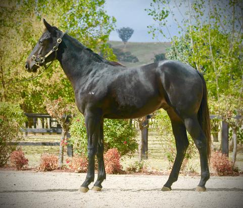 Late Charge Colt