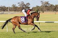 Toodyay Cup Day.