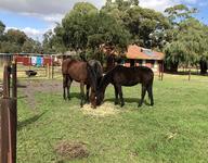 YEARLINGS CATCHING SOME RAYS