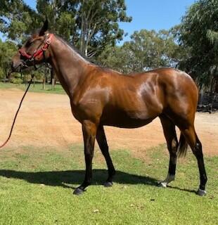 ORATORIO GELDING