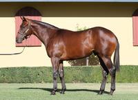 Your Song Colt Available For Purchase.