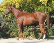 Outstanding Moshe Colt Available.