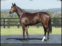 All Too Hard X Chalons filly.