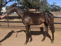 Shamus Award Filly