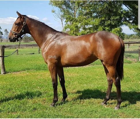 Artie Schiller Filly