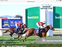 Georgia’s Host Salutes At Seymour