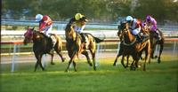 Two Stable Runners Head To Hawkesbury On Thursday