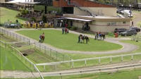 Great Excitement To Run At Taree On Monday