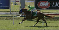 Stable Runners For Newcastle On Thursday