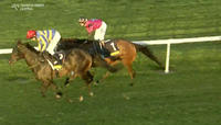 Buckin Beauty Arrives 2nd In A Strong Class 1 At Scone