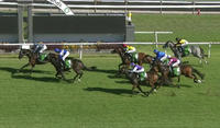 Kanguru Runs Third Under Travis Wolfgram At Gosford