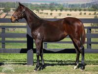 Available Is This Faultless Filly By The Super Fast Winning Rupert Out Of A Group Winning Mare