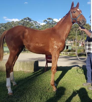 Animal Kingdom X Thirty Rock Filly