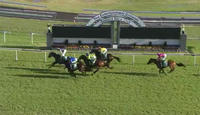 Montana Thunder Arrives In Third After The Running Of Race 5 At Gosford.