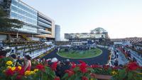 The Lane Yard To Compete At Metro Level On Saturday At Randwick