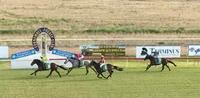 Oakfield Warpaint Doubles Up