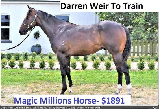 Mawingo X Western Torri Colt