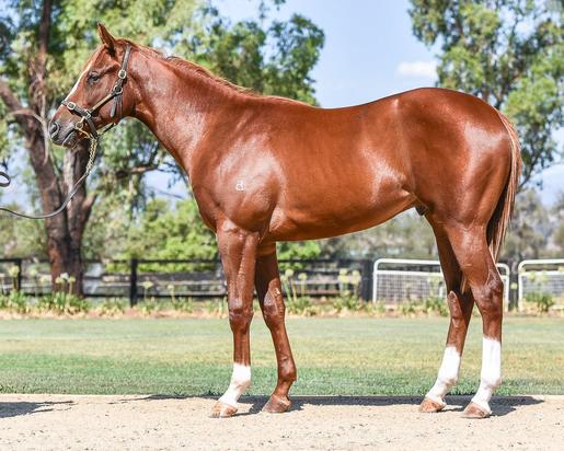 Toronado X Dalaniwave