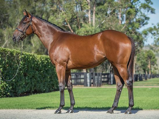 Fastnet Rock X More Valour