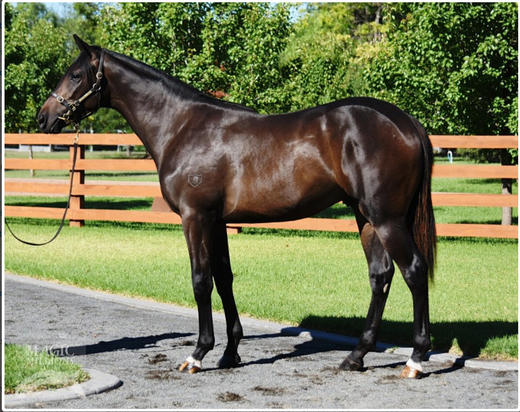 So You Think X Commanding Secret Colt