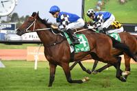 Red Cardinal Earns Group 1 Shot