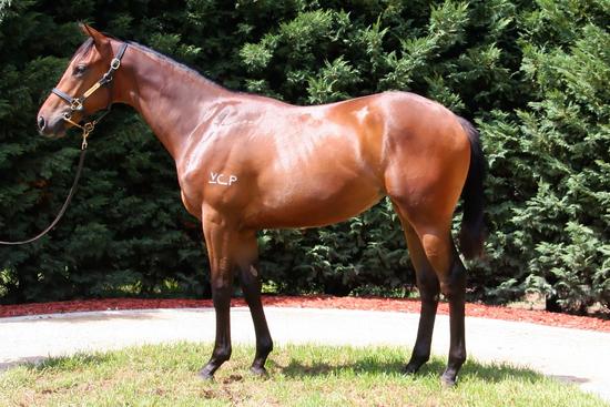 Press Statement Filly