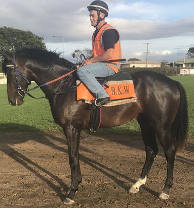 Sizzling Gelding