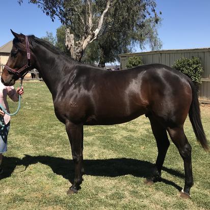 Rothesay Colt