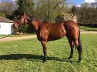 Fly True Back On Course With Win At Kempton