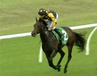 MANHATTAN CHIC Wins at Newcastle