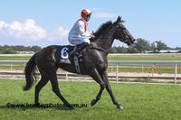 SPRING CREEK STAR Wins at Third Start