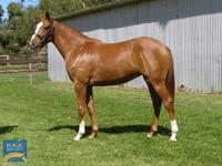Horses Purchased at 2020 Magic Millions Yearling Sale