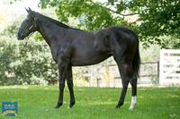 Lot 283 - Alpine Eagle - Oceans Filly