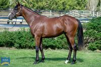 Lot 75 - Alpine Eagle - Zahlee Colt