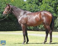 Lot 54 - Sir Prancealot - Too Cool To Fool Colt
