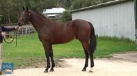 Lot 77 - Magnus - Wicked Secrets Colt