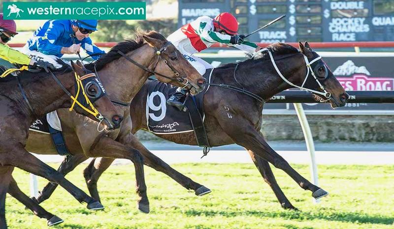 Australian Horse Trainer | Gangemi Racing