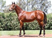Just 5% left in ZOUSTAR colt...he's a BEAST!!! Looks early 2yo type...don't miss!