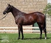 20% left only!!! Major rap in NICCONI filly with ROB HEATHCOTE!!