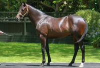 DK WEIR trains!!!! Last crop of HIGH CHAPARRAL's DONT MISS this colt!!!