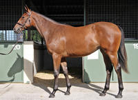 DARREN WEIR trains this quality filly out of a successful speedy mare...great combination!